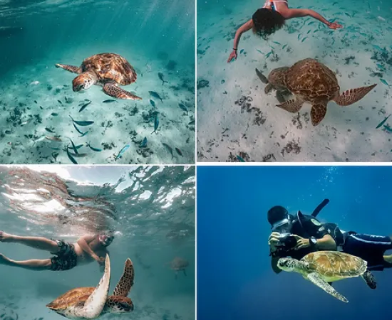 Snorkeling with Giant Turtles