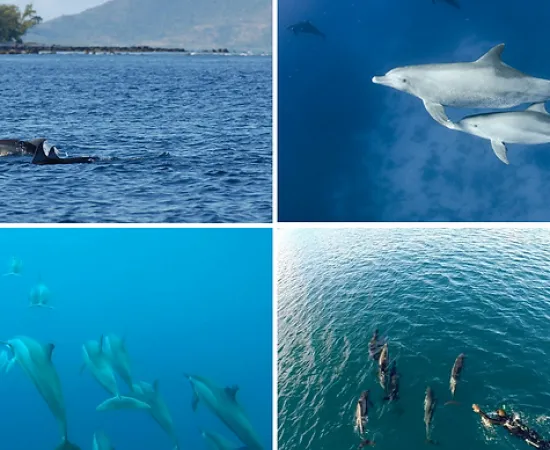 Swimmig with Dolphins