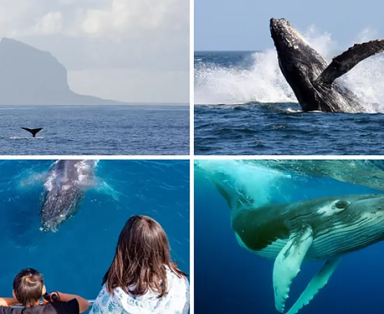 Whale Watching